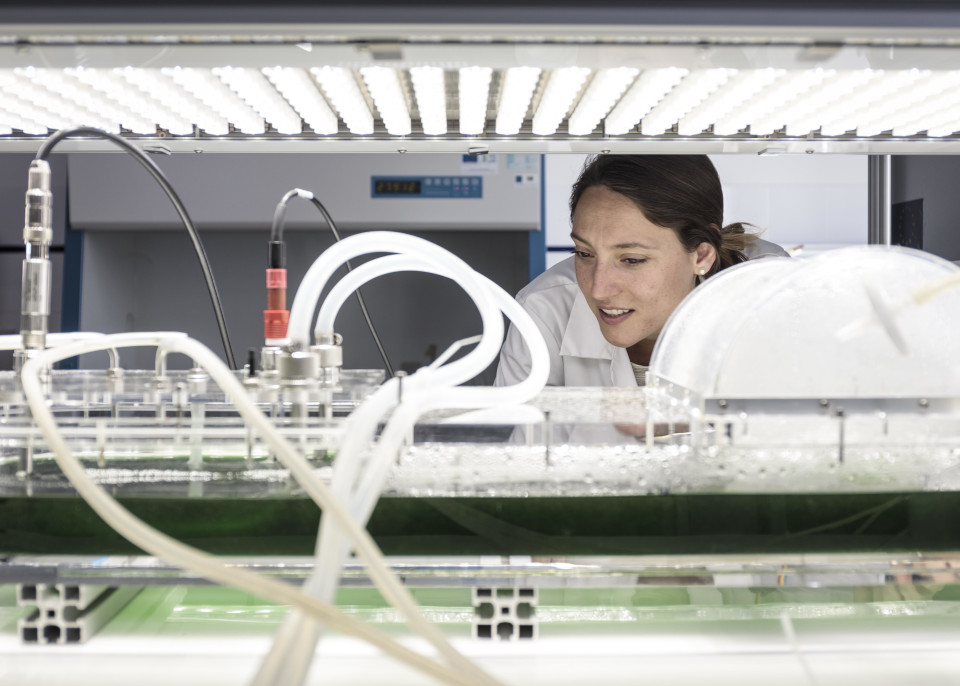 Health-Phase : un ambitieux projet de démonstrateur de bioproduction de composés actifs issus de microalgues